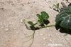 Filename=Kaddo_Nalk_ant__9110.JPG
Filesize=217KiB
Dimensions=1200x800
Date added=Mar 19, 2013 Kaddo_Nalk_ant__9110.JPG