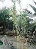 Filename=Kalam_0725.JPG
Filesize=380KiB
Dimensions=1106x1475
Date added=Apr 19, 2011 Kalam_0725.JPG