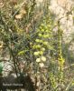 Filename=Kaliro.jpg
Filesize=361KiB
Dimensions=1500x1825
Date added=Mar 20, 2019 Kaliro.jpg