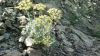 Filename=Kohi_Gwatag.jpg
Filesize=246KiB
Dimensions=1280x718
Date added=Jun 11, 2015 Kohi_Gwatag.jpg
