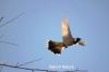 Filename=Koli.JPG
Filesize=49KiB
Dimensions=1350x900
Date added=Feb 09, 2015 Koli.JPG