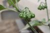 Filename=Lillan_Balok_5497.JPG
Filesize=83KiB
Dimensions=1350x900
Date added=Mar 25, 2015 Lillan_Balok_5497.JPG