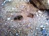 Filename=Mallair_e_chro2.jpg
Filesize=392KiB
Dimensions=1200x900
Date added=Jun 10, 2012 Mallair_e_chro2.jpg
