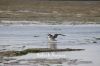 Filename=Mallir_5162.JPG
Filesize=194KiB
Dimensions=1800x1200
Date added=Feb 14, 2012 Mallir_5162.JPG