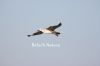 Filename=Mallir_5187.JPG
Filesize=55KiB
Dimensions=1800x1200
Date added=Feb 14, 2012 Mallir_5187.JPG