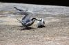 Filename=Mallir_6482.JPG
Filesize=268KiB
Dimensions=1800x1200
Date added=Jun 29, 2012 Mallir_6482.JPG