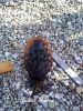Filename=Mas_mahig.jpg
Filesize=500KiB
Dimensions=1200x1600
Date added=Jun 04, 2012 Mas_mahig.jpg