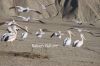 Filename=Mish_Morg_4676.JPG
Filesize=230KiB
Dimensions=1800x1200
Date added=Jan 16, 2012 Mish_Morg_4676.JPG