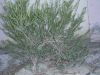 Filename=Mort~0.JPG
Filesize=1289KiB
Dimensions=2048x1536
Date added=Jan 06, 2011 Mort~0.JPG
