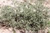 Filename=Naam_6135.JPG
Filesize=529KiB
Dimensions=1800x1200
Date added=Aug 27, 2012 Naam_6135.JPG