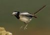 Filename=Nambol.jpg
Filesize=50KiB
Dimensions=1024x732
Date added=Jul 11, 2014 Nambol.jpg