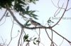 Filename=Naryanch__1220.JPG
Filesize=137KiB
Dimensions=1521x1014
Date added=Sep 16, 2011 Naryanch__1220.JPG