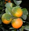 Filename=Orange.JPG
Filesize=290KiB
Dimensions=768x816
Date added=Dec 25, 2017 Orange.JPG