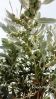Filename=Panir_Bad00717.JPG
Filesize=275KiB
Dimensions=1000x1776
Date added=Nov 30, 2012 Panir_Bad00717.JPG