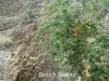 Filename=Parpok7.JPG
Filesize=372KiB
Dimensions=1333x1000
Date added=Sep 23, 2012 Parpok7.JPG
