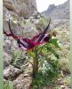 Filename=Peelgosh_Dracunculus_vulgaris.jpg
Filesize=286KiB
Dimensions=1080x1327
Date added=May 12, 2019 Peelgosh_Dracunculus_vulgaris.jpg