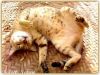 Filename=Peshi.jpg
Filesize=105KiB
Dimensions=819x620
Date added=Sep 20, 2012 Peshi.jpg