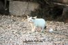 Filename=Peshi_8497.JPG
Filesize=192KiB
Dimensions=1350x900
Date added=Feb 24, 2013 Peshi_8497.JPG