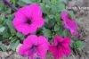 Filename=Petunia_2306.JPG
Filesize=215KiB
Dimensions=1800x1200
Date added=Nov 23, 2011 Petunia_2306.JPG