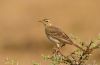 Filename=Pipit.jpg
Filesize=67KiB
Dimensions=1024x674
Date added=Jan 17, 2017 Pipit.jpg