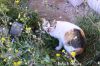Filename=Pishi_8636.JPG
Filesize=232KiB
Dimensions=1350x900
Date added=Mar 05, 2013 Pishi_8636.JPG