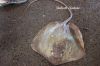 Filename=Pittin_sour_3861.JPG
Filesize=218KiB
Dimensions=1350x900
Date added=May 22, 2012 Pittin_sour_3861.JPG
