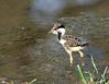 Filename=Red_Lapwing_chick.jpg
Filesize=121KiB
Dimensions=905x700
Date added=Feb 05, 2013 Red_Lapwing_chick.jpg