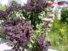 Filename=Rihaan.jpg
Filesize=588KiB
Dimensions=1400x1050
Date added=Aug 29, 2011 Rihaan.jpg