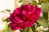 Filename=Rose.jpg
Filesize=70KiB
Dimensions=1024x682
Date added=Aug 03, 2016 Rose.jpg