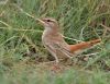 Rufous-tailed_Scrub_Robin.jpg