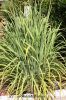 Filename=Sabz_Chah_6442.JPG
Filesize=321KiB
Dimensions=900x1350
Date added=Jun 02, 2012 Sabz_Chah_6442.JPG