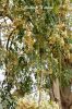 Filename=Sajna_5906.JPG
Filesize=470KiB
Dimensions=1200x1800
Date added=Apr 11, 2012 Sajna_5906.JPG
