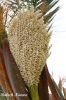 Filename=Sarr_5756.JPG
Filesize=273KiB
Dimensions=1000x1500
Date added=Sep 14, 2012 Sarr_5756.JPG