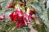 Filename=Sesbania_Fabaceae_2116.JPG
Filesize=235KiB
Dimensions=1800x1200
Date added=Nov 18, 2011 Sesbania_Fabaceae_2116.JPG