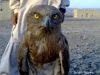 Filename=Shaheen~0.jpg
Filesize=128KiB
Dimensions=1200x900
Date added=Mar 25, 2015 Shaheen~0.jpg
