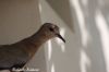 Filename=Shatol_7720.JPG
Filesize=77KiB
Dimensions=1650x1100
Date added=Oct 07, 2012 Shatol_7720.JPG