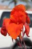 Filename=Shitan_moz_8229.JPG
Filesize=132KiB
Dimensions=1100x1650
Date added=Nov 13, 2012 Shitan_moz_8229.JPG