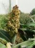 Filename=Sohro.jpg
Filesize=196KiB
Dimensions=920x1227
Date added=Oct 24, 2013 Sohro.jpg