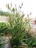 Filename=Sohro_0129.jpg
Filesize=271KiB
Dimensions=942x1255
Date added=Jul 26, 2011 Sohro_0129.jpg
