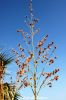 Filename=Sohro_8330.JPG
Filesize=188KiB
Dimensions=1000x1500
Date added=Dec 18, 2012 Sohro_8330.JPG