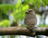 Filename=Spotted_Owlets.jpg
Filesize=75KiB
Dimensions=800x629
Date added=Sep 28, 2016 Spotted_Owlets.jpg