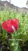 Filename=Taryak00756.JPG
Filesize=234KiB
Dimensions=1153x2050
Date added=May 05, 2012 Taryak00756.JPG