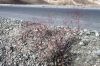 Filename=Tolag_Pott_5301.JPG
Filesize=522KiB
Dimensions=1800x1200
Date added=Feb 16, 2012 Tolag_Pott_5301.JPG