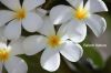 White_frangipani_2229.JPG