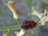 Filename=bug.jpg
Filesize=65KiB
Dimensions=800x600
Date added=Oct 22, 2014 bug.jpg