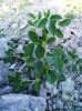 Filename=guhaar.jpg
Filesize=443KiB
Dimensions=1274x1700
Date added=Nov 01, 2011 guhaar.jpg