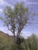 Filename=hatt.jpg
Filesize=505KiB
Dimensions=1200x1600
Date added=Oct 11, 2011 hatt.jpg