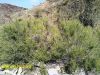 Filename=karwan_kush.jpg
Filesize=788KiB
Dimensions=1400x1050
Date added=Sep 02, 2011 karwan_kush.jpg