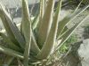 Filename=karz_e_arwa.JPG
Filesize=253KiB
Dimensions=1600x1200
Date added=Jan 30, 2011 karz_e_arwa.JPG