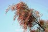 Filename=padgazz_5248.JPG
Filesize=342KiB
Dimensions=1800x1200
Date added=Jan 28, 2012 padgazz_5248.JPG